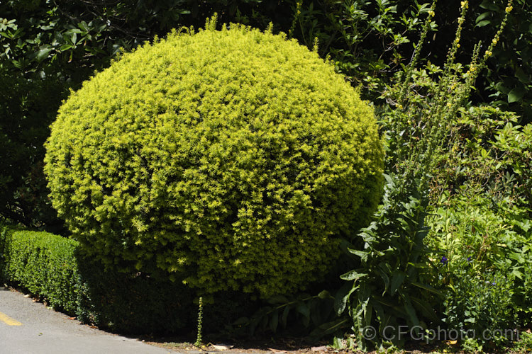Golden Yew (<i>Taxus baccata 'Aurea'), this cultivar of a very tough and widely cultivated Eurasian conifer has golden yellow spring and summer new growth but the autumn foliage is bronze green with gold tips. Order: Pinales, Family: Taxaceae