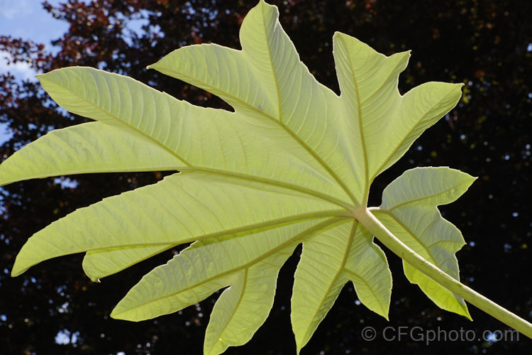 The heavily felted underside of the foliage of Rice. Paper Plant (<i>Tetrapanax papyrifer</i>), a large suckering shrub of the aralia family from Taiwan and possibly nearby parts of mainland. China. The pith and pulp of the stems has been used in the manufacture of high-grade paper. tetrapanax-3358htm'>Tetrapanax. Order: Apiales, Family: Araliaceae