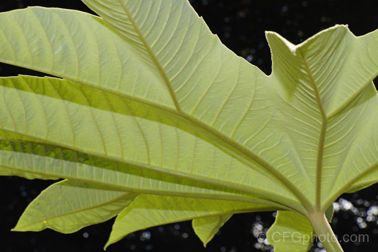 The heavily felted underside of the foliage of Rice. Paper Plant (<i>Tetrapanax papyrifer</i>), a large suckering shrub of the aralia family from Taiwan and possibly nearby parts of mainland. China. The pith and pulp of the stems has been used in the manufacture of high-grade paper. tetrapanax-3358htm'>Tetrapanax. Order: Apiales, Family: Araliaceae