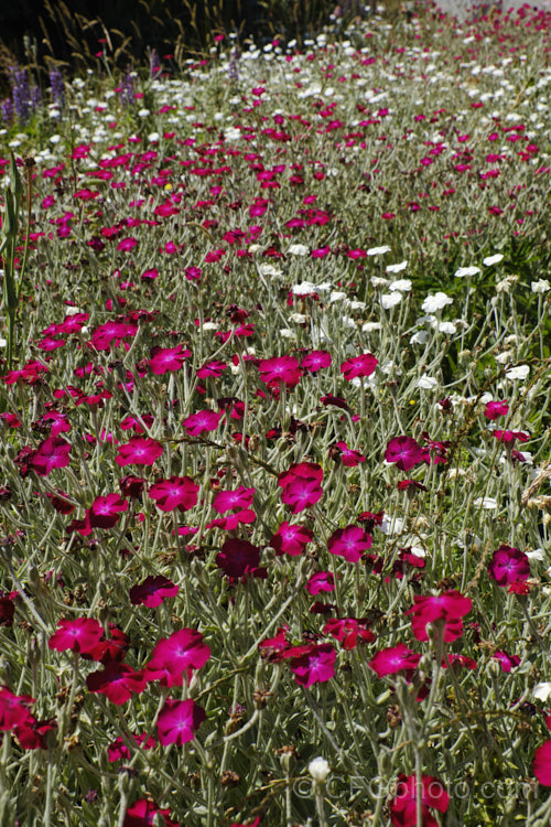Two cultivars of Silene coronaria (syn. Lychnis coronaria</i>), the Dusty. Miller or Rose Campion, a hardy, summer-flowering perennial from southeast Europe. They are the white-flowered 'Alba', and 'Rhodopelium', a deep pink to magenta-coloured form. silene-2496htm'>Silene. Order: Caryophyllales, Family: Caryophyllaceae