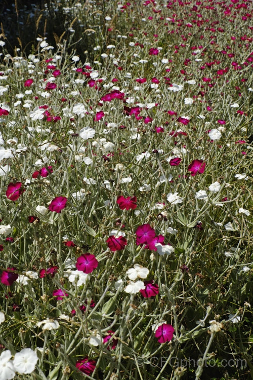 Two cultivars of Silene coronaria (syn. Lychnis coronaria</i>), the Dusty. Miller or Rose Campion, a hardy, summer-flowering perennial from southeast Europe. They are the white-flowered 'Alba', and 'Rhodopelium', a deep pink to magenta-coloured form. silene-2496htm'>Silene. Order: Caryophyllales, Family: Caryophyllaceae
