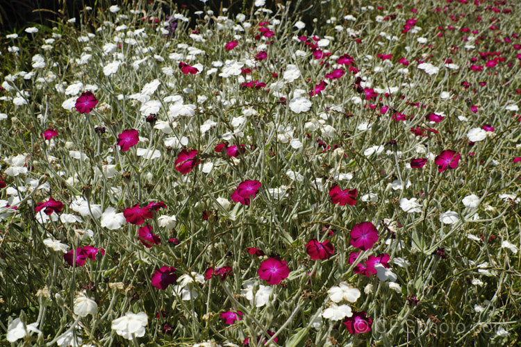 Two cultivars of Silene coronaria (syn. Lychnis coronaria</i>), the Dusty. Miller or Rose Campion, a hardy, summer-flowering perennial from southeast Europe. They are the white-flowered 'Alba', and 'Rhodopelium', a deep pink to magenta-coloured form. silene-2496htm'>Silene. Order: Caryophyllales, Family: Caryophyllaceae