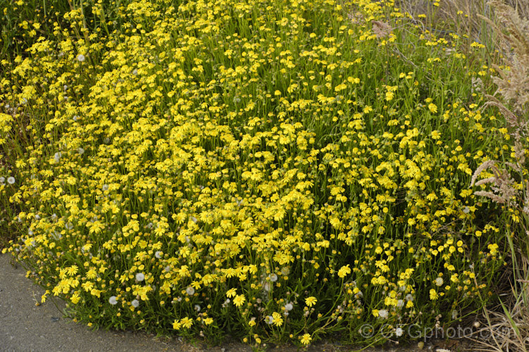 Coast. Groundsel or Gravel. Groundsel (<i>Senecio spathulatus</i>), a sprawling perennial or subshrub usually found in dry, sunny places. Originally native to southeastern Australia, it has become naturalised in many areas and is usually considered to be a minor weed, though it usually only occurs on rough or waste ground. senecio-3303htm'>Senecio.