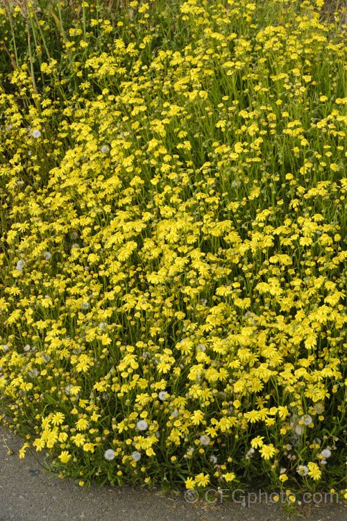 Coast. Groundsel or Gravel. Groundsel (<i>Senecio spathulatus</i>), a sprawling perennial or subshrub usually found in dry, sunny places. Originally native to southeastern Australia, it has become naturalised in many areas and is usually considered to be a minor weed, though it usually only occurs on rough or waste ground. senecio-3303htm'>Senecio.