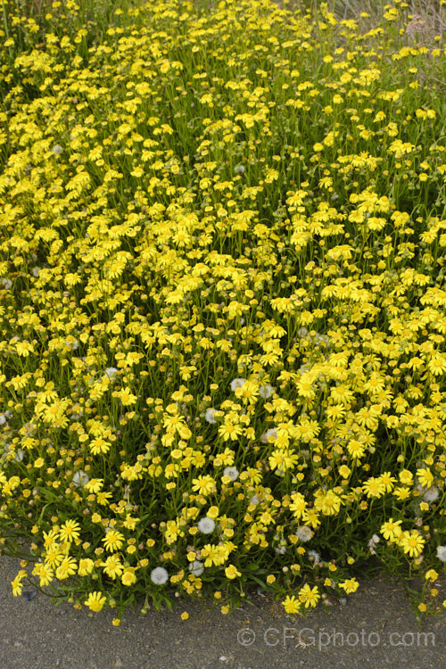 Coast. Groundsel or Gravel. Groundsel (<i>Senecio spathulatus</i>), a sprawling perennial or subshrub usually found in dry, sunny places. Originally native to southeastern Australia, it has become naturalised in many areas and is usually considered to be a minor weed, though it usually only occurs on rough or waste ground. senecio-3303htm'>Senecio.