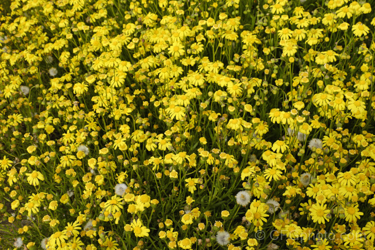 Coast. Groundsel or Gravel. Groundsel (<i>Senecio spathulatus</i>), a sprawling perennial or subshrub usually found in dry, sunny places. Originally native to southeastern Australia, it has become naturalised in many areas and is usually considered to be a minor weed, though it usually only occurs on rough or waste ground. senecio-3303htm'>Senecio.