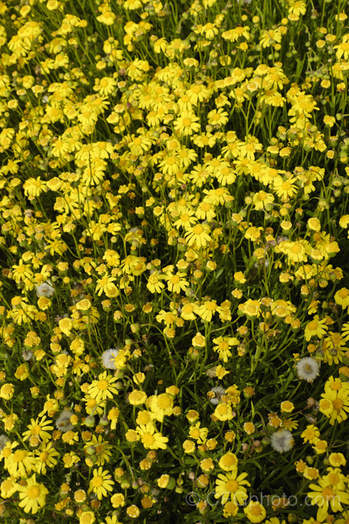 Coast. Groundsel or Gravel. Groundsel (<i>Senecio spathulatus</i>), a sprawling perennial or subshrub usually found in dry, sunny places. Originally native to southeastern Australia, it has become naturalised in many areas and is usually considered to be a minor weed, though it usually only occurs on rough or waste ground. senecio-3303htm'>Senecio.