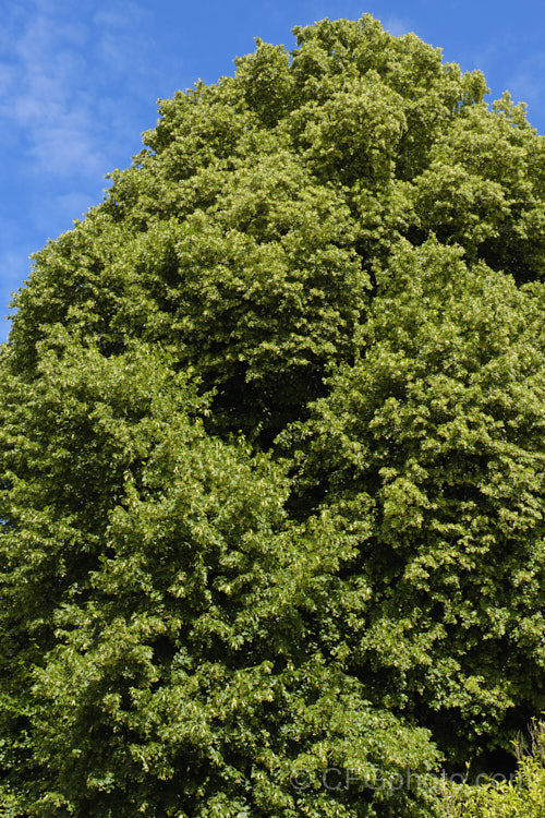 Common Lime, European Lime or Linden (<i>Tilia x vulgaris</i>) in flower. Most likely a hybrid, probably natural, of two Eurasian species, Tilia cordata and Tilia platyphyllos, the nectar-rich, greenish-cream flowers of this 25-40m tall deciduous tree are extremely attractive to bees. It was formerly known as Tilia x europaea. Order: Malvales, Family: Malvaceae