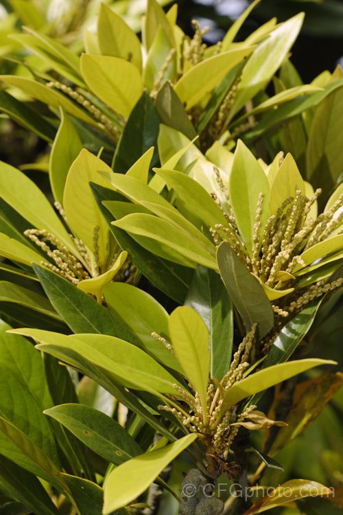Japanese Stone Oak (<i>Lithocarpus edulis [syns. Pasania edulis, Quercus edulis]), one of the tanbark oaks or stone oaks and only semi-deciduous in mild climates, this small, to medium sized, rounded tree is a Japanese native. Order: Fagales, Family: Fagaceae