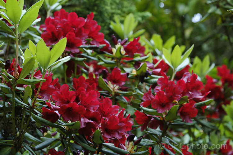 Rhododendron 'Impi' ('Moser's Maroon' x Rhododendron sanguineum</i>), a very late-blooming deep-red flowered hybrid It has a compact growth habit but can still reach 2m tall with great age