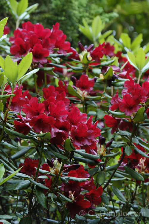 Rhododendron 'Impi' ('Moser's Maroon' x Rhododendron sanguineum</i>), a very late-blooming deep-red flowered hybrid It has a compact growth habit but can still reach 2m tall with great age