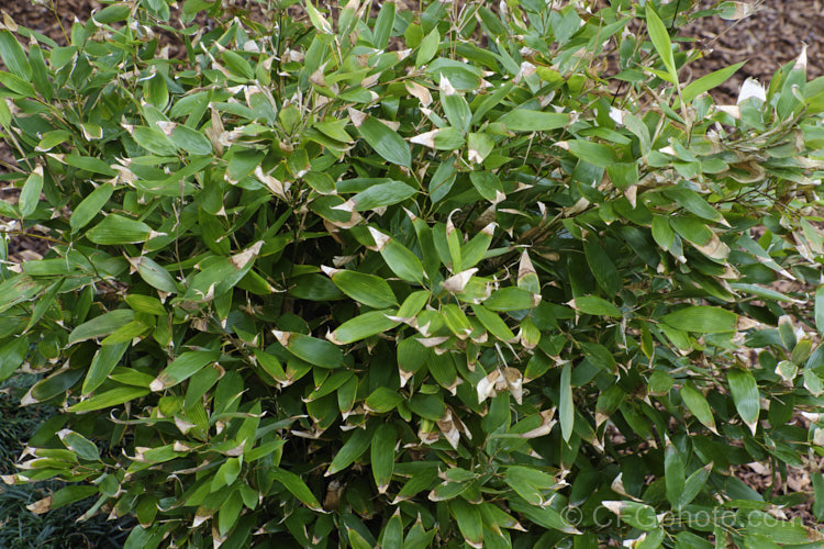 Okame. Zasa (<i>Shibataea kumasasa</i>), a densely shrubby bamboo native to Japan and nearby parts of China. It grows only 05-18m tall and the leaves often have papery brown tips. shibatea-3305htm'>Shibatea. .