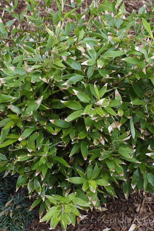 Okame. Zasa (<i>Shibataea kumasasa</i>), a densely shrubby bamboo native to Japan and nearby parts of China. It grows only 05-18m tall and the leaves often have papery brown tips. shibatea-3305htm'>Shibatea. .