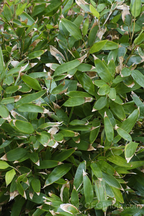 Okame. Zasa (<i>Shibataea kumasasa</i>), a densely shrubby bamboo native to Japan and nearby parts of China. It grows only 05-18m tall and the leaves often have papery brown tips. shibatea-3305htm'>Shibatea. .