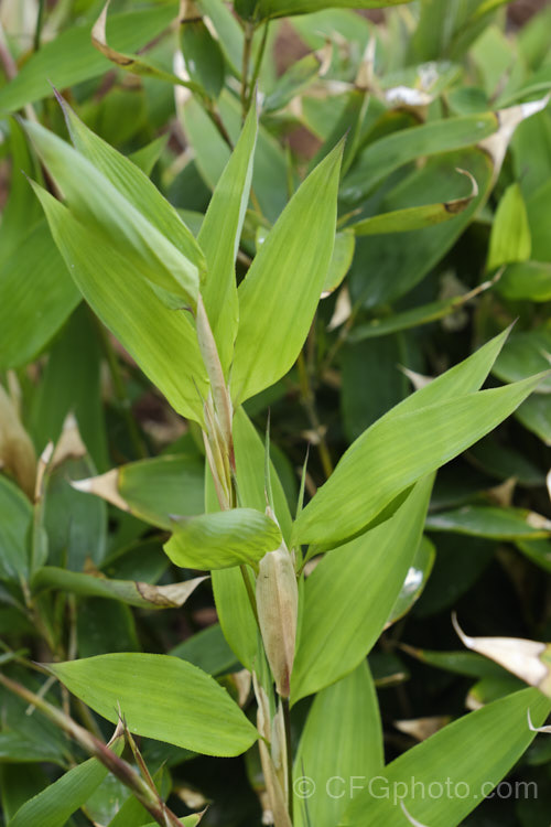 Okame. Zasa (<i>Shibataea kumasasa</i>), a densely shrubby bamboo native to Japan and nearby parts of China. It grows only 05-18m tall and the leaves often have papery brown tips. shibatea-3305htm'>Shibatea. .