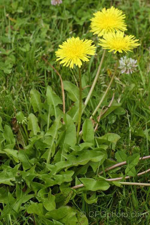 Dandelion (<i>Taraxacum campylodes [syns. Taraxacum officinale, Taraxacum vulgare</i>), a common weed of lawns and pastures, originally native to the Northern Hemisphere but now widespread. It is sometimes used by herbalists. taraxacum-3348htm'>Taraxacum.