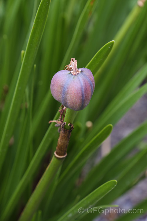 The developing seedpod of the Jacobean. Lily or Aztec. Lily (<i>Sprekelia formosissima</i>), a summer-flowering bulb native to Mexico. The individual flowers are short-lived but appear over a long season and the flower stems are up to 30cm tall sprekelia-3327htm'>Sprekelia.