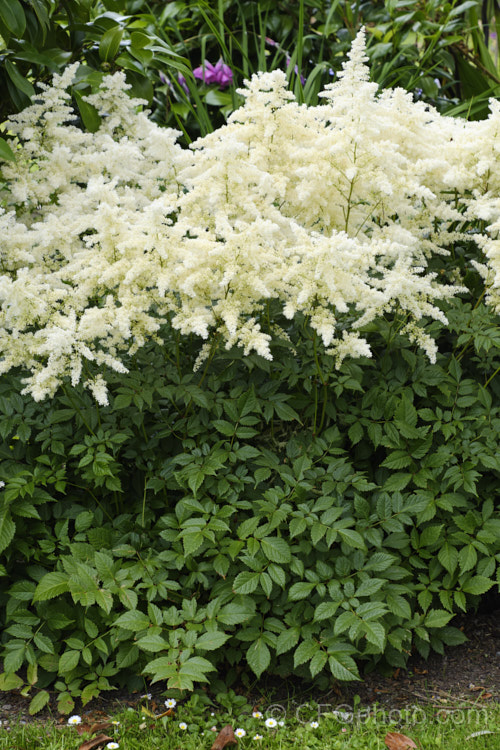 Astilbe x arendsii 'Weisse. Gloria' (syn 'White Gloria'), a hybrid astilbe raised by Georg. Arends of Ronsdorf, Germany in 1924. It flowers freely and grows to 60cm tall in flower. astilbe-2381htm'>Astilbe. <a href='saxifragaceae-plant-family-photoshtml'>Saxifragaceae</a>.
