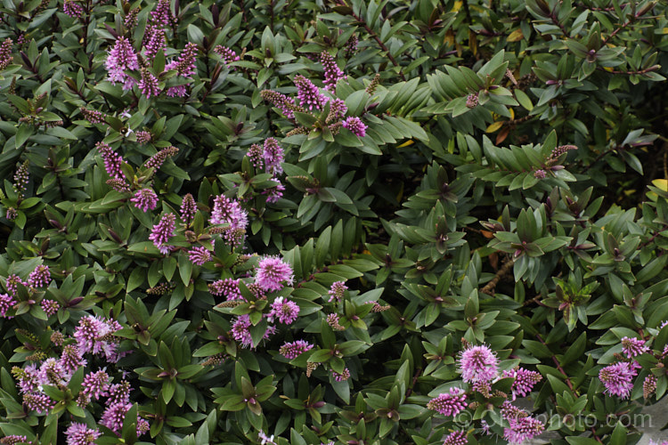 Veronica (syn. Hebe</i>) 'Pretty in Pink', one of the Hollywood series of hebe cultivars, named after well-known movies 'Pretty in Pink', is a low, spreading cultivar with a cascading growth habit, purple-red-tinted foliage and pink flowers in summer