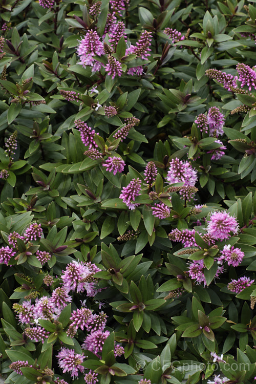 Veronica (syn. Hebe</i>) 'Pretty in Pink', one of the Hollywood series of hebe cultivars, named after well-known movies 'Pretty in Pink', is a low, spreading cultivar with a cascading growth habit, purple-red-tinted foliage and pink flowers in summer