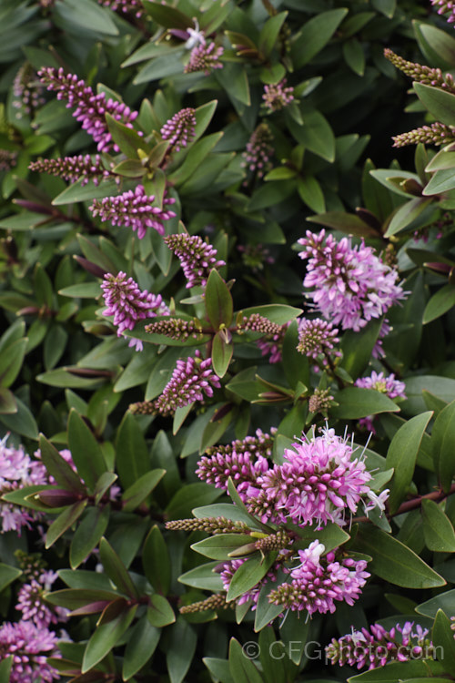 Veronica (syn. Hebe</i>) 'Pretty in Pink', one of the Hollywood series of hebe cultivars, named after well-known movies 'Pretty in Pink', is a low, spreading cultivar with a cascading growth habit, purple-red-tinted foliage and pink flowers in summer