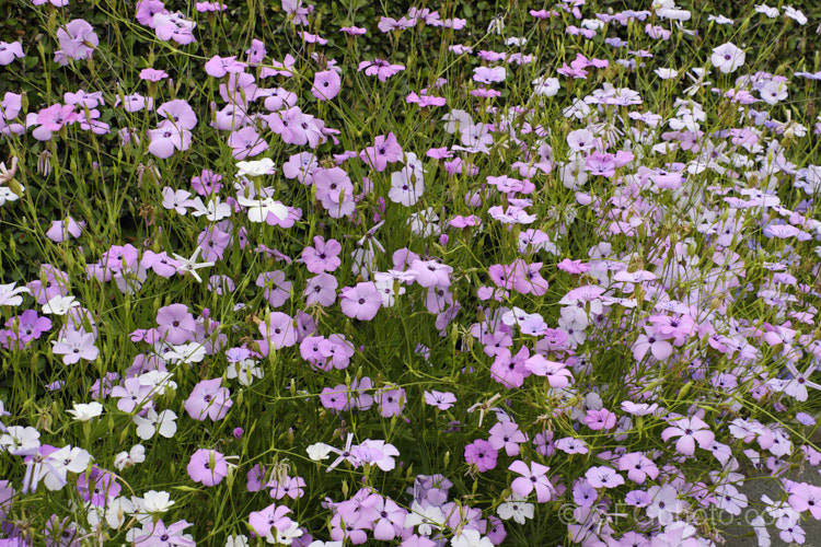 Rose of Heaven (<i>Silene coeli-rosa [syn. Viscaria elegans]), a 50cm high, summer-flowering Mediterranean annual widely cultivated as a bedding plant and available in several strains and colours. silene-2496htm'>Silene. Order: Caryophyllales, Family: Caryophyllaceae