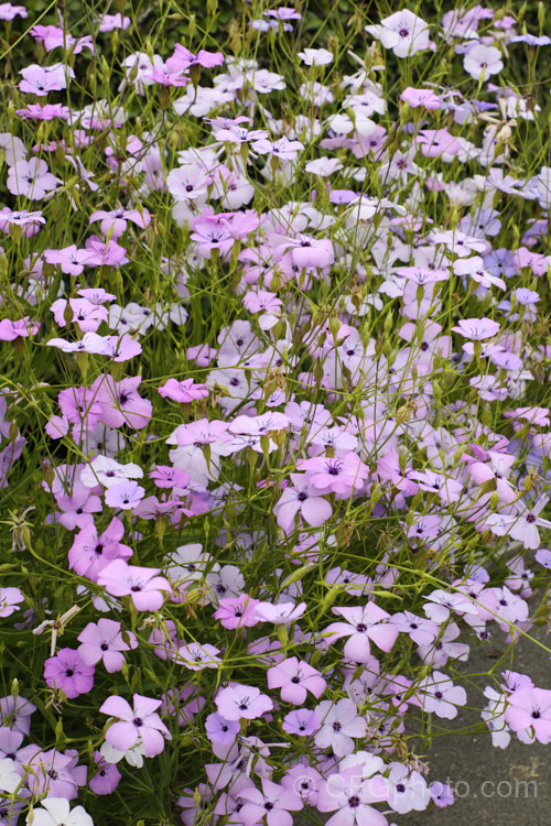 Rose of Heaven (<i>Silene coeli-rosa [syn. Viscaria elegans]), a 50cm high, summer-flowering Mediterranean annual widely cultivated as a bedding plant and available in several strains and colours. silene-2496htm'>Silene. Order: Caryophyllales, Family: Caryophyllaceae