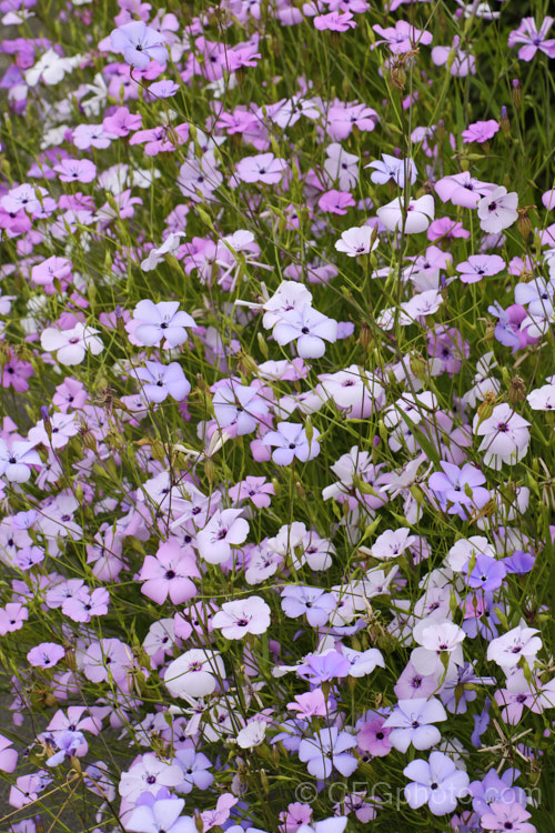 Rose of Heaven (<i>Silene coeli-rosa [syn. Viscaria elegans]), a 50cm high, summer-flowering Mediterranean annual widely cultivated as a bedding plant and available in several strains and colours. silene-2496htm'>Silene. Order: Caryophyllales, Family: Caryophyllaceae
