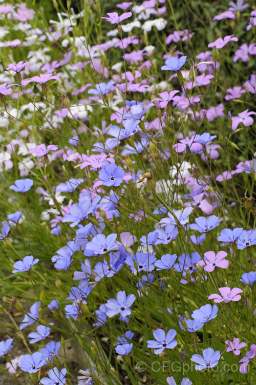 Rose of Heaven (<i>Silene coeli-rosa [syn. Viscaria elegans]), a 50cm high, summer-flowering Mediterranean annual widely cultivated as a bedding plant and available in several strains and colours. silene-2496htm'>Silene. Order: Caryophyllales, Family: Caryophyllaceae
