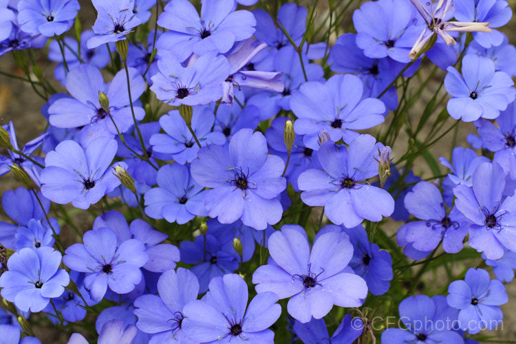 Blue-flowered rose of heaven (<i>Silene coeli-rosa [syn. Viscaria elegans] 'Blue Angel'), one of several cultivars of a 50cm high, summer-flowering Mediterranean annual. silene-2496htm'>Silene. Order: Caryophyllales, Family: Caryophyllaceae