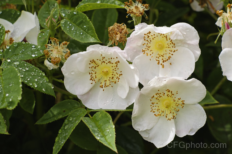 Rosa 'Dupontii', a species hybrid, probably between Rosa gallica and Rosa moschata or Rosa arvensis. It has fragrant flowers and was raised in France early in the 19th century. Over 2m tall. Order: Rosales, Family: Rosaceae