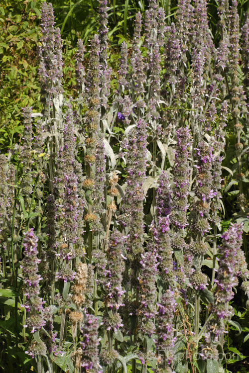 Stachys cretica subsp. cassia, a form of a 20-80cm high, clump-forming, summer-flowering perennial native to southern Europe. Its small flowers are rose pink to pale lavender
