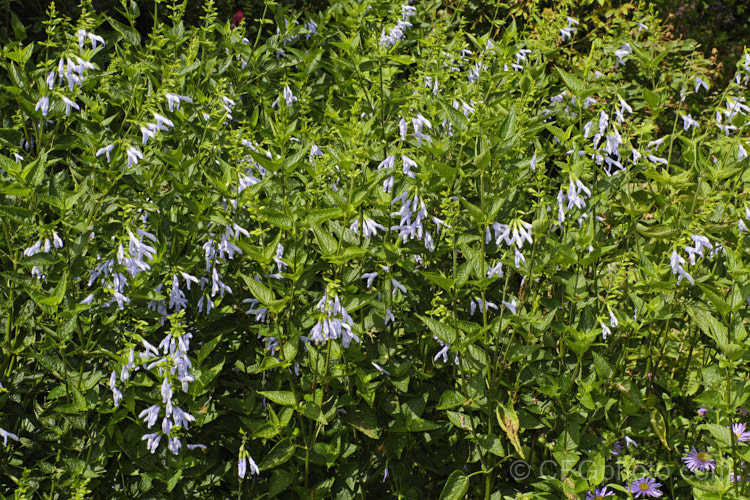 Salvia guaranitica 'Argentine Skies', a pale blue-flowered cultivar of a 15m tall perennial from Brazil, Uruguay and Argentina. The flowers are reminiscent of those of Salvia patens but are smaller, and in this cultivar they are far lighter in colour, with brighter green foliage. Order: Lamiales, Family: Lamiaceae