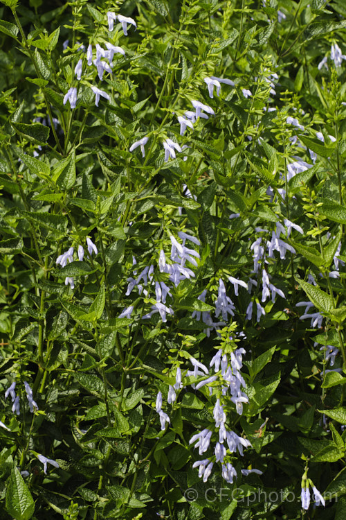 Salvia guaranitica 'Argentine Skies', a pale blue-flowered cultivar of a 15m tall perennial from Brazil, Uruguay and Argentina. The flowers are reminiscent of those of Salvia patens but are smaller, and in this cultivar they are far lighter in colour, with brighter green foliage. Order: Lamiales, Family: Lamiaceae