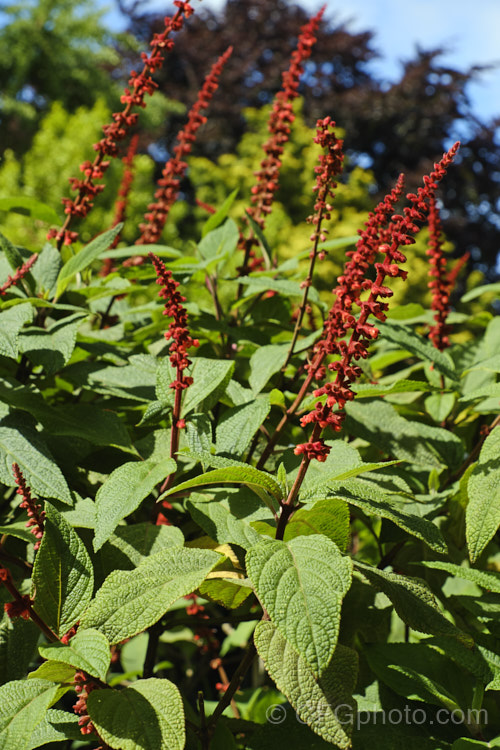 Salvia confertiflora, a very distinctive summer-flowering perennial sage from Brazil. It grows 1–2m tall with leaves up to 20cm long and flower spikes up to 30cm long. Order: Lamiales, Family: Lamiaceae