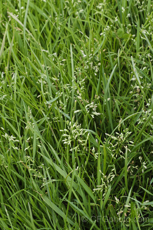 Annual Meadow Grass (<i>Poa annua</i>), an low, spreading, annual or short-lived perennial grass that is widespread in the temperate zones. It may have originated as a natural hybrid between Poa supina and Poa infirma. Although sometimes cultivated as fodder, it often appears as a weed. poa-3227htm'>Poa. .