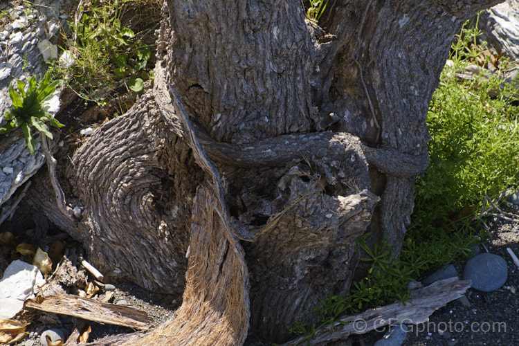 The trunk of an old and battered. Kapuka or Broadleaf (<i>Griselinia littoralis</i>) ay. Nape. Nape, Canterbury, New Zealand This evergreen shrub or small tree, 5-15m tall, is native to New Zealand Often an epiphyte in the wild, it is cultivated for its large, tough, leathery leaves and can be used for hedging. Individually, its green flowers are inconspicuous, but they are massed together in large head and are followed by purple-black berries. griselinia-2290htm'>Griselinia. <a href='griseliniaceae-plant-family-photoshtml'>Griseliniaceae</a>.