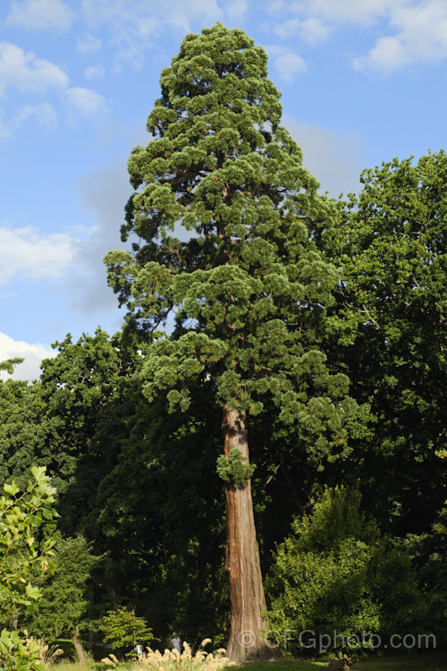 Giant Sequoia, Big. Tree or Sierra Redwood (<i>Sequoiadendron giganteum</i>), the world's largest tree by volume, this Californian conifer is capable of reaching nearly 100m tall sequoiadendron-2495htm'>Sequoiadendron. Order: Pinales, Family: Cupressaceae