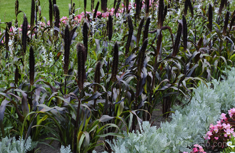 Pennisetum glaucum 'Purple Baron', a very deep purple-red-foliaged millet cultivar developed by the University of Nebraska (<i>Lincoln</i>) as a sideline to their forage millet breeding programme. The flower and seed heads are equally darkly coloured, and the plant grows 60cm-1m tall pennisetum-2734htm'>Pennisetum. .