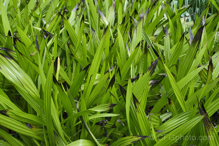 Red Root (<i>Wachendorfia thyrsiflora</i>), a perennial native to South Africa. It has thick, fleshy rhizomatous roots that contain a strong red pigment, and forms a clump of broad strappy leaves. It is easily distinguished for other species in the genus as it is evergreen and summer-flowering while all the others are deciduous and dormant in summer