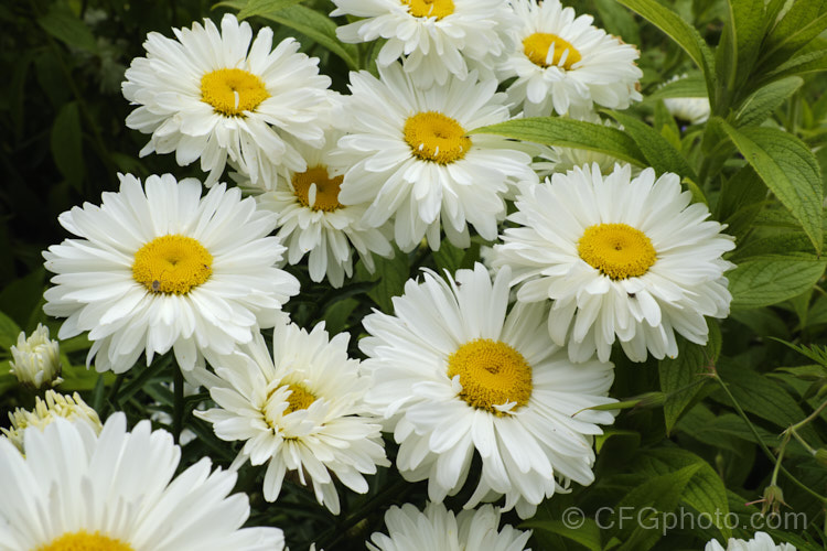 Leucanthemum x superbum 'Victorian. Secret', a semi-double-flowered Shasta. Daisy. Also known as Chrysanthemum x superbum, these hybrids between Leucanthemum maximum and Leucanthemum lacustre are available in a variety of sizes, forms and colours 'Victorian. Secret' has a compact growth habit and large flowerheads. leucanthemum-2050htm'>Leucanthemum.