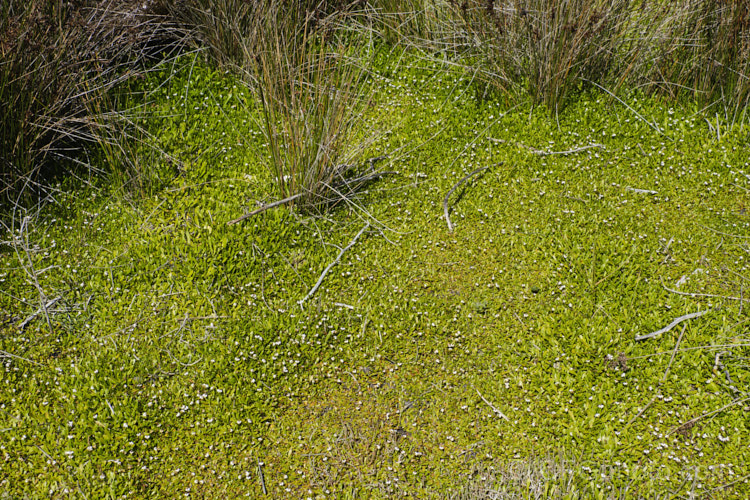 Remuremu or Swampweed (<i>Selliera radicans</i>), a prostrate, evergreen perennial found in estuarine areas of southern Australia,Chile and New Zealand It is usually perfectly flat but can mound or scramble to 20cm high and may have a spread of up to 2m. The fan-shaped white flowers open in summer and are followed by small, fleshy, yellow-green fruits. selliera-3635htm'>Selliera. <a href='goodeniaceae-plant-family-photoshtml'>Goodeniaceae</a>.
