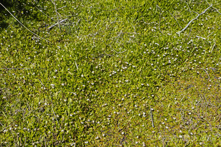 Remuremu or Swampweed (<i>Selliera radicans</i>), a prostrate, evergreen perennial found in estuarine areas of southern Australia,Chile and New Zealand It is usually perfectly flat but can mound or scramble to 20cm high and may have a spread of up to 2m. The fan-shaped white flowers open in summer and are followed by small, fleshy, yellow-green fruits. selliera-3635htm'>Selliera. <a href='goodeniaceae-plant-family-photoshtml'>Goodeniaceae</a>.