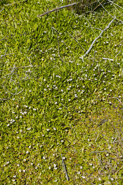 Remuremu or Swampweed (<i>Selliera radicans</i>), a prostrate, evergreen perennial found in estuarine areas of southern Australia,Chile and New Zealand It is usually perfectly flat but can mound or scramble to 20cm high and may have a spread of up to 2m. The fan-shaped white flowers open in summer and are followed by small, fleshy, yellow-green fruits. selliera-3635htm'>Selliera. <a href='goodeniaceae-plant-family-photoshtml'>Goodeniaceae</a>.