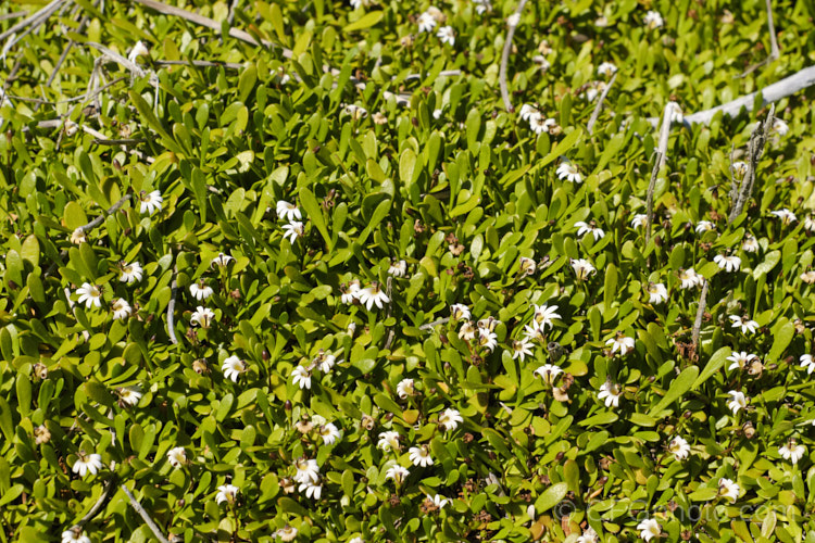 Remuremu or Swampweed (<i>Selliera radicans</i>), a prostrate, evergreen perennial found in estuarine areas of southern Australia,Chile and New Zealand It is usually perfectly flat but can mound or scramble to 20cm high and may have a spread of up to 2m. The fan-shaped white flowers open in summer and are followed by small, fleshy, yellow-green fruits. selliera-3635htm'>Selliera. <a href='goodeniaceae-plant-family-photoshtml'>Goodeniaceae</a>.