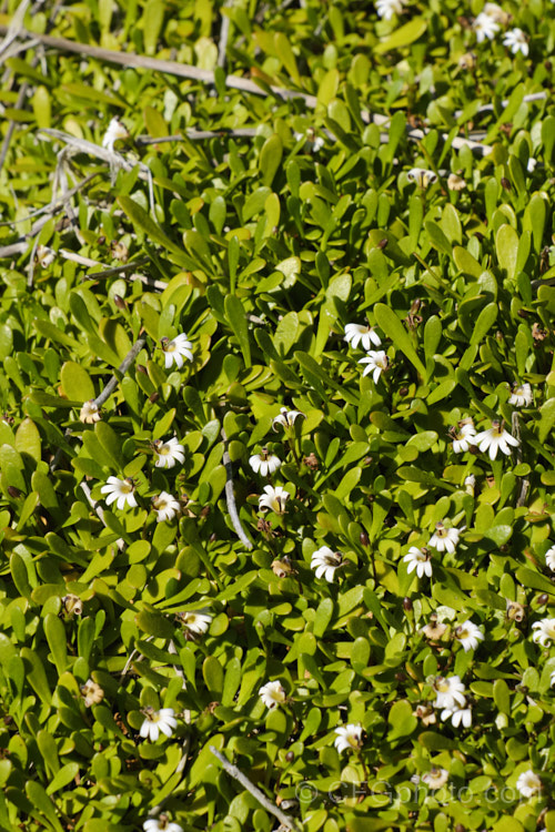 Remuremu or Swampweed (<i>Selliera radicans</i>), a prostrate, evergreen perennial found in estuarine areas of southern Australia,Chile and New Zealand It is usually perfectly flat but can mound or scramble to 20cm high and may have a spread of up to 2m. The fan-shaped white flowers open in summer and are followed by small, fleshy, yellow-green fruits. selliera-3635htm'>Selliera. <a href='goodeniaceae-plant-family-photoshtml'>Goodeniaceae</a>.