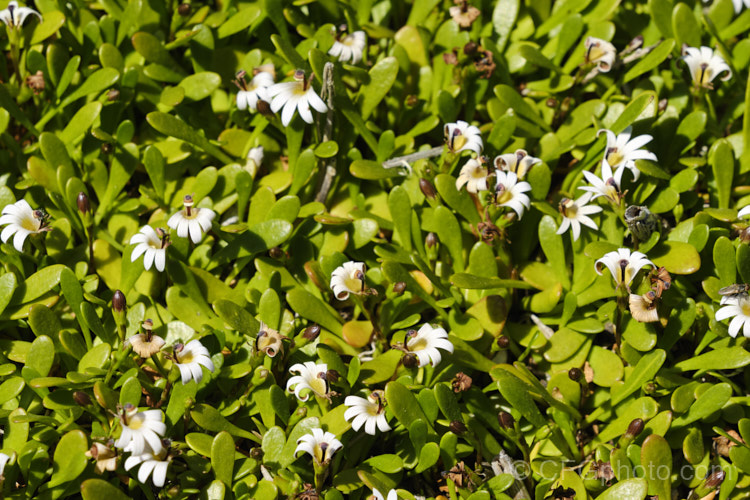 Remuremu or Swampweed (<i>Selliera radicans</i>), a prostrate, evergreen perennial found in estuarine areas of southern Australia,Chile and New Zealand It is usually perfectly flat but can mound or scramble to 20cm high and may have a spread of up to 2m. The fan-shaped white flowers open in summer and are followed by small, fleshy, yellow-green fruits. selliera-3635htm'>Selliera. <a href='goodeniaceae-plant-family-photoshtml'>Goodeniaceae</a>.