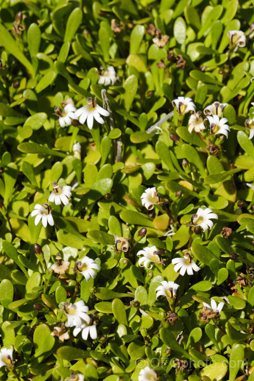 Remuremu or Swampweed (<i>Selliera radicans</i>), a prostrate, evergreen perennial found in estuarine areas of southern Australia,Chile and New Zealand It is usually perfectly flat but can mound or scramble to 20cm high and may have a spread of up to 2m. The fan-shaped white flowers open in summer and are followed by small, fleshy, yellow-green fruits. selliera-3635htm'>Selliera. <a href='goodeniaceae-plant-family-photoshtml'>Goodeniaceae</a>.