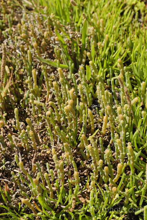 Beaded. Samphire or Beaded. Glasswort (<i>Sarcocornia quinqueflora [syn. Salicornia australis]), a carpeting coastal perennial or subshrub native to Australia and New Zealand It is notable for its ability to survive in salt-saturated soils. In sheltered places it can grow to 50cm tall but is usually kept much shorter by constant exposure to coastal winds. sarcocornia-3280htm'>Sarcocornia. Order: Caryophyllales, Family: Amaranthaceae