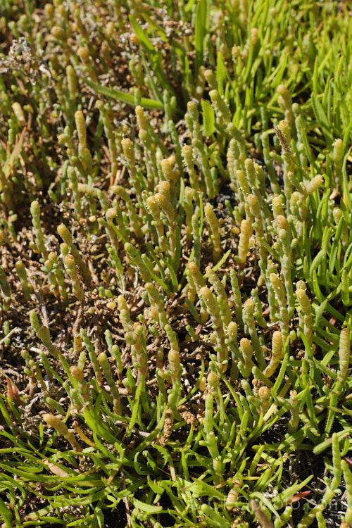 Beaded. Samphire or Beaded. Glasswort (<i>Sarcocornia quinqueflora [syn. Salicornia australis]), a carpeting coastal perennial or subshrub native to Australia and New Zealand It is notable for its ability to survive in salt-saturated soils. In sheltered places it can grow to 50cm tall but is usually kept much shorter by constant exposure to coastal winds. sarcocornia-3280htm'>Sarcocornia. Order: Caryophyllales, Family: Amaranthaceae